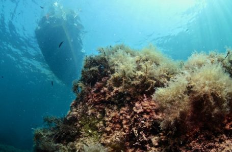 Флора Балаклавы под водой